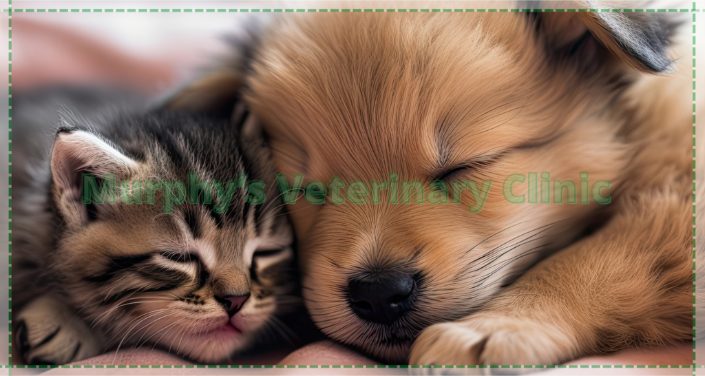 Proper Nutrition for Dogs and Cats