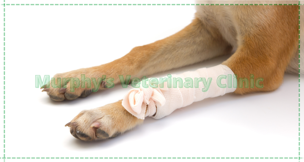First aid for injured pets