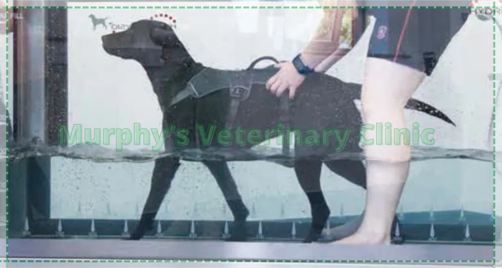 Pet Physiotherapy Exercises
