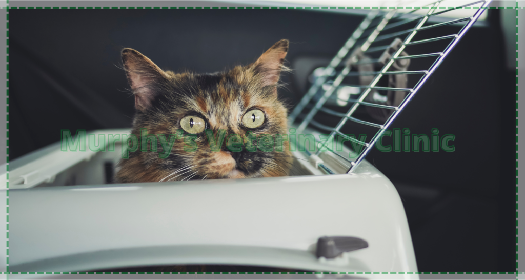 pet care during travel
