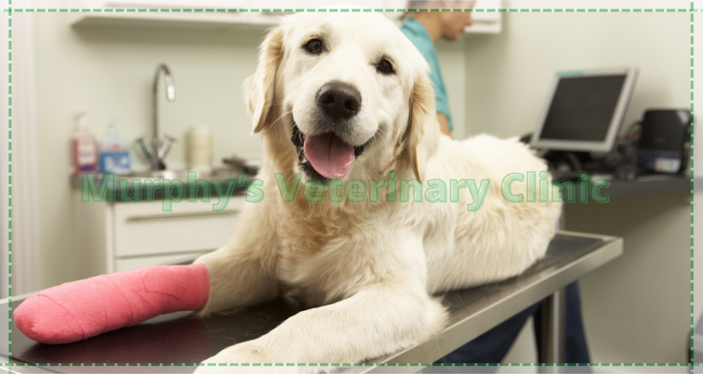 Hydrotherapy as a Pet Physiotherapy Exercise