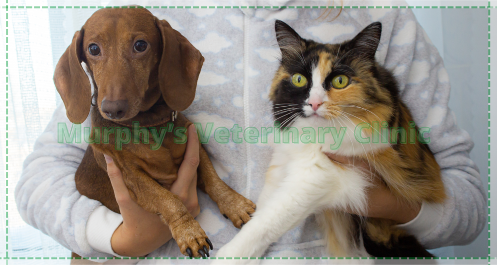 Proper Nutrition for Dogs and Cats