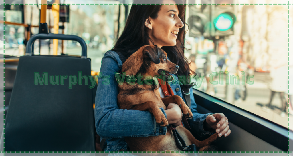 Right Transportation for Pet