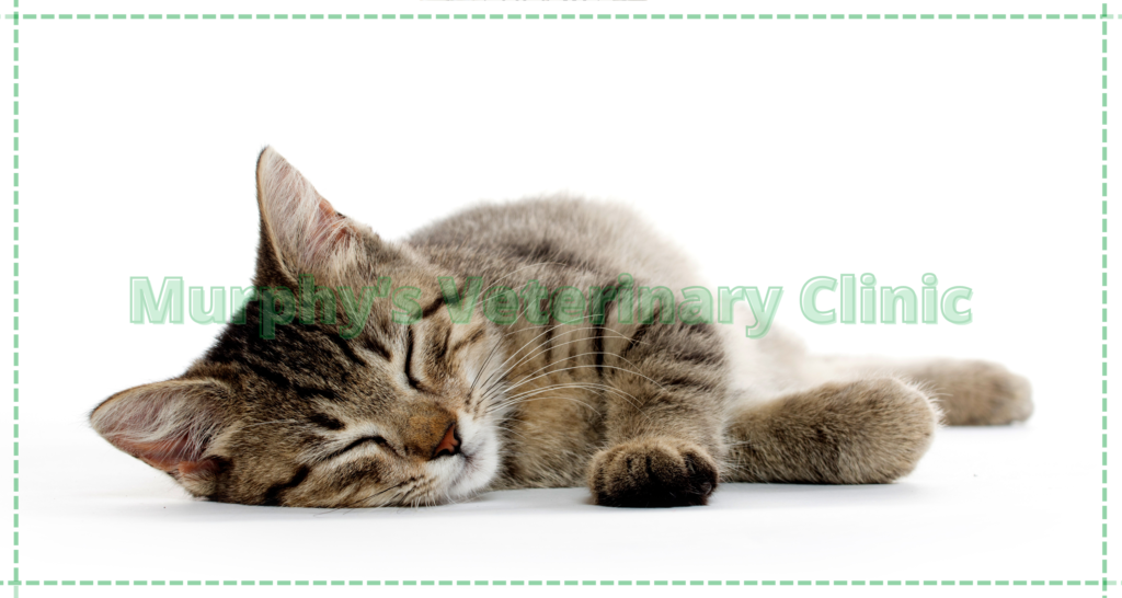 Hydrotherapy as a Pet Physiotherapy Exercise