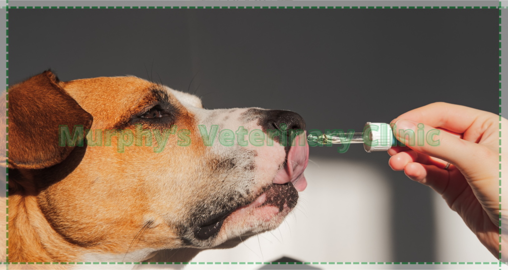 Pet Physiotherapy Exercises
