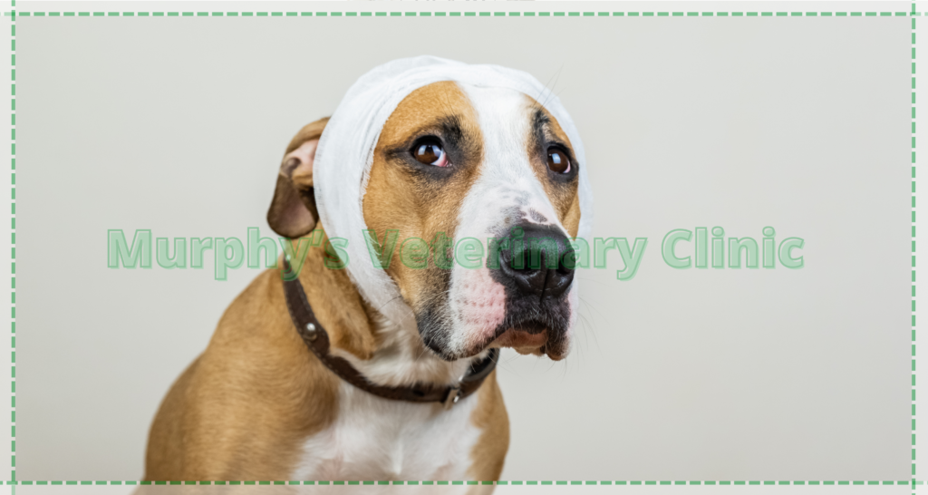 First aid for injured pets