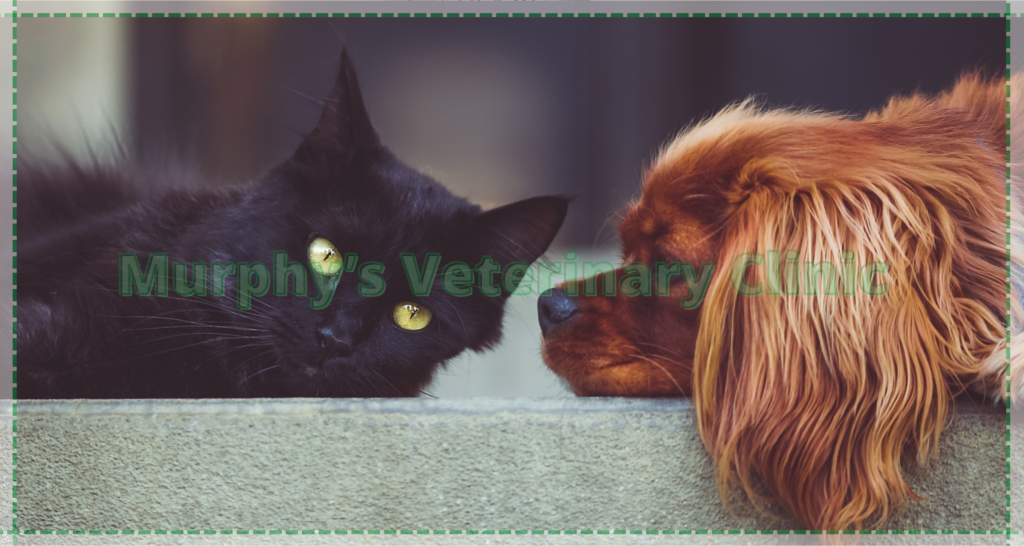 Proper Nutrition for Dogs and Cats
