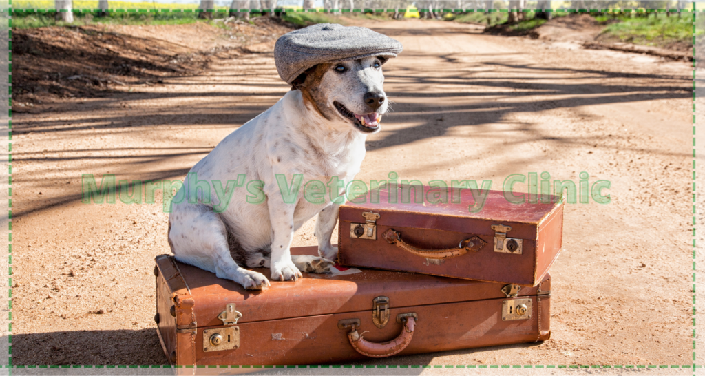 pet care during travel