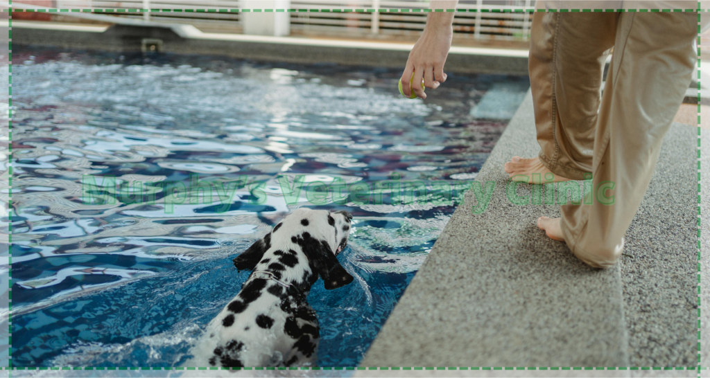 Hydrotherapy as a Pet Physiotherapy Exercise
