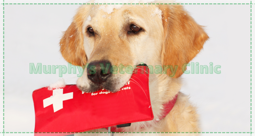 First aid for injured pets