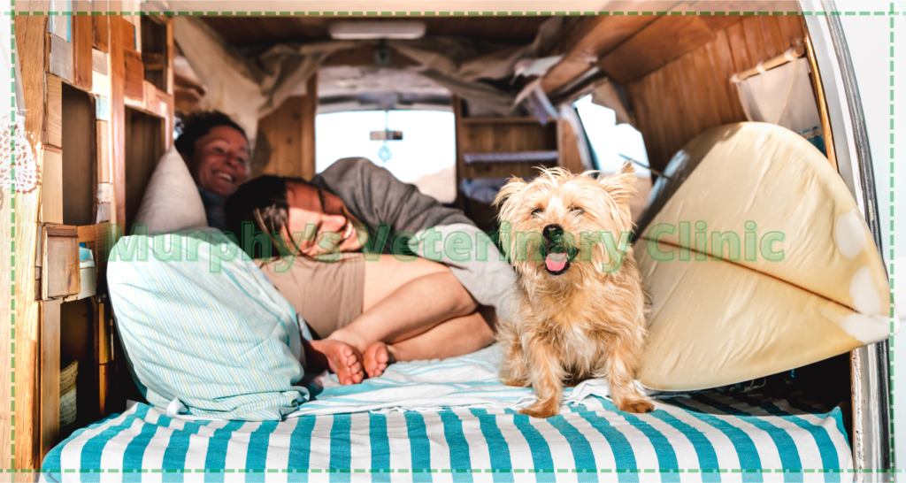 pet care during travel