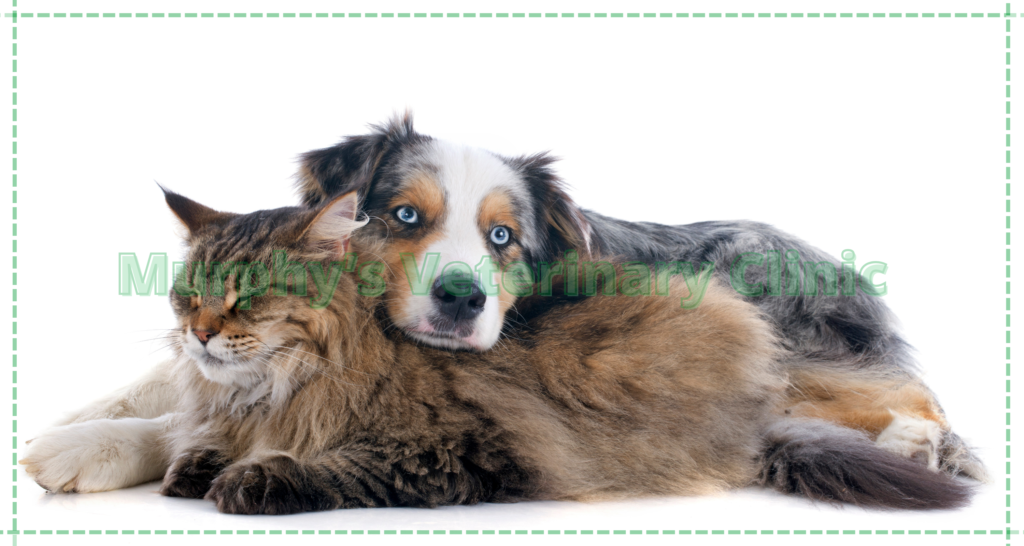 Proper Nutrition for Dogs and Cats