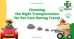 Right Transportation for Pet