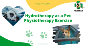 Hydrotherapy as a Pet Physiotherapy Exercise
