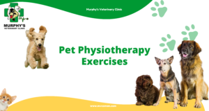 Pet Physiotherapy Exercises