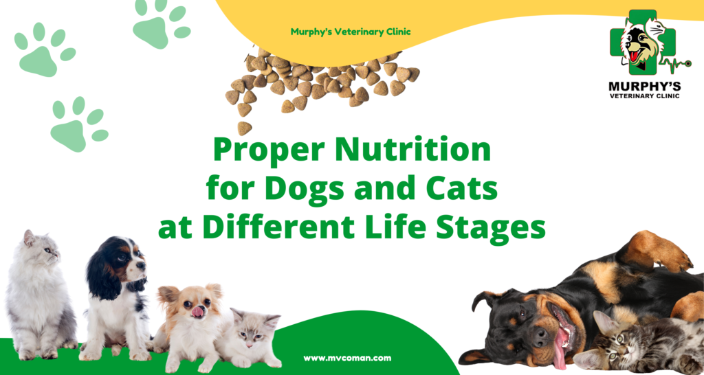 Proper Nutrition for Dogs and Cats