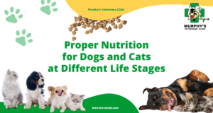 Proper Nutrition for Dogs and Cats