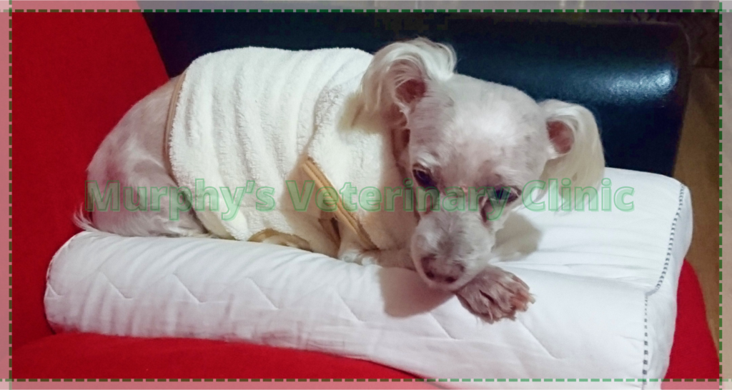 Annual Veterinary Visits