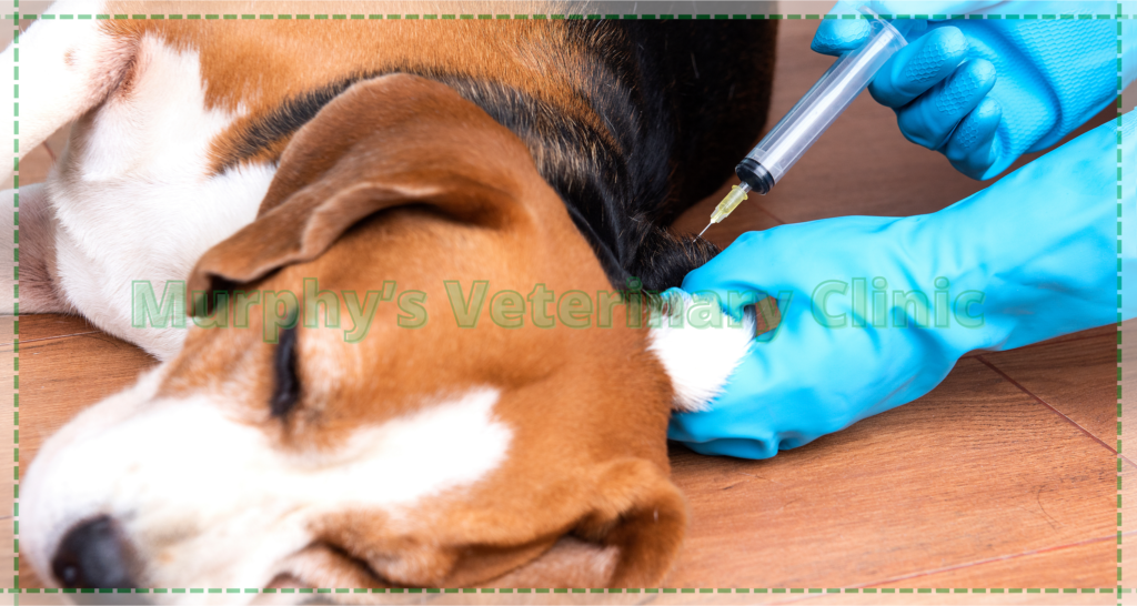 The Importance of Pet Vaccination