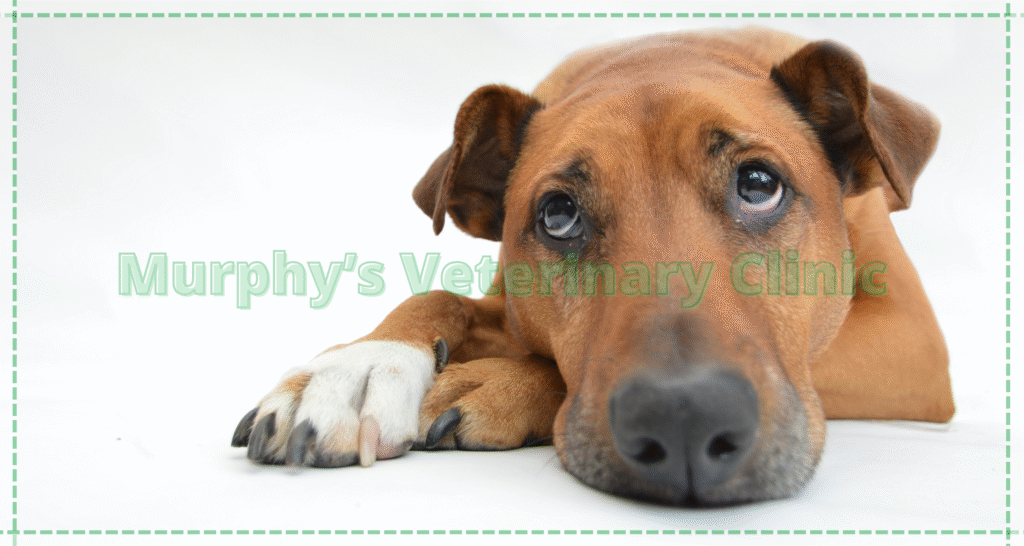 Adrenal Gland Disorders in Pets
