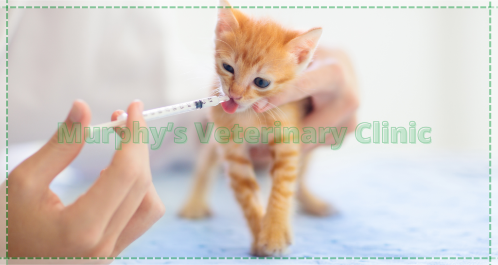 Annual Veterinary Visits