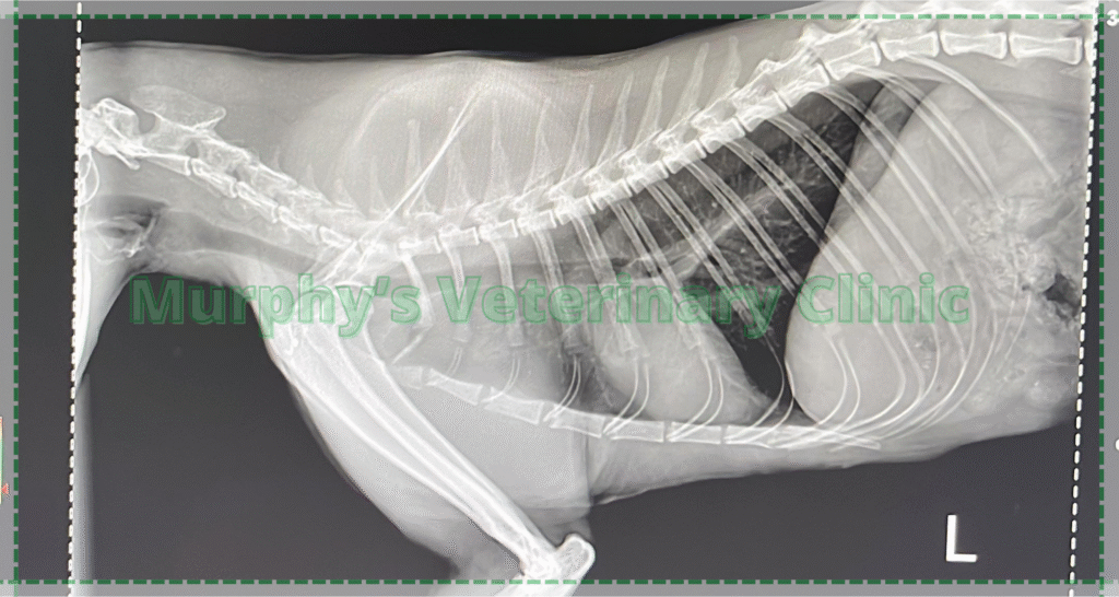 Pet Imaging