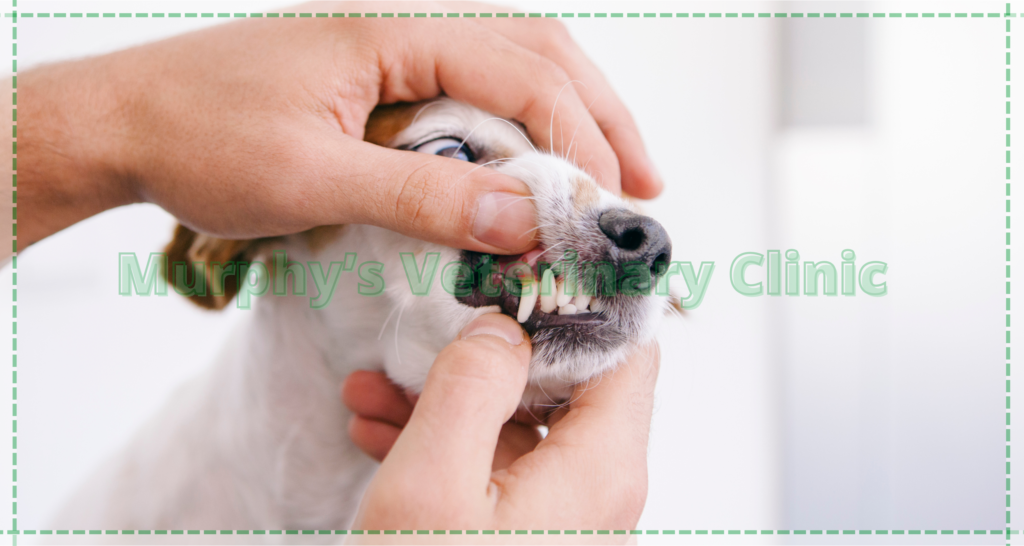 Annual Veterinary Visits