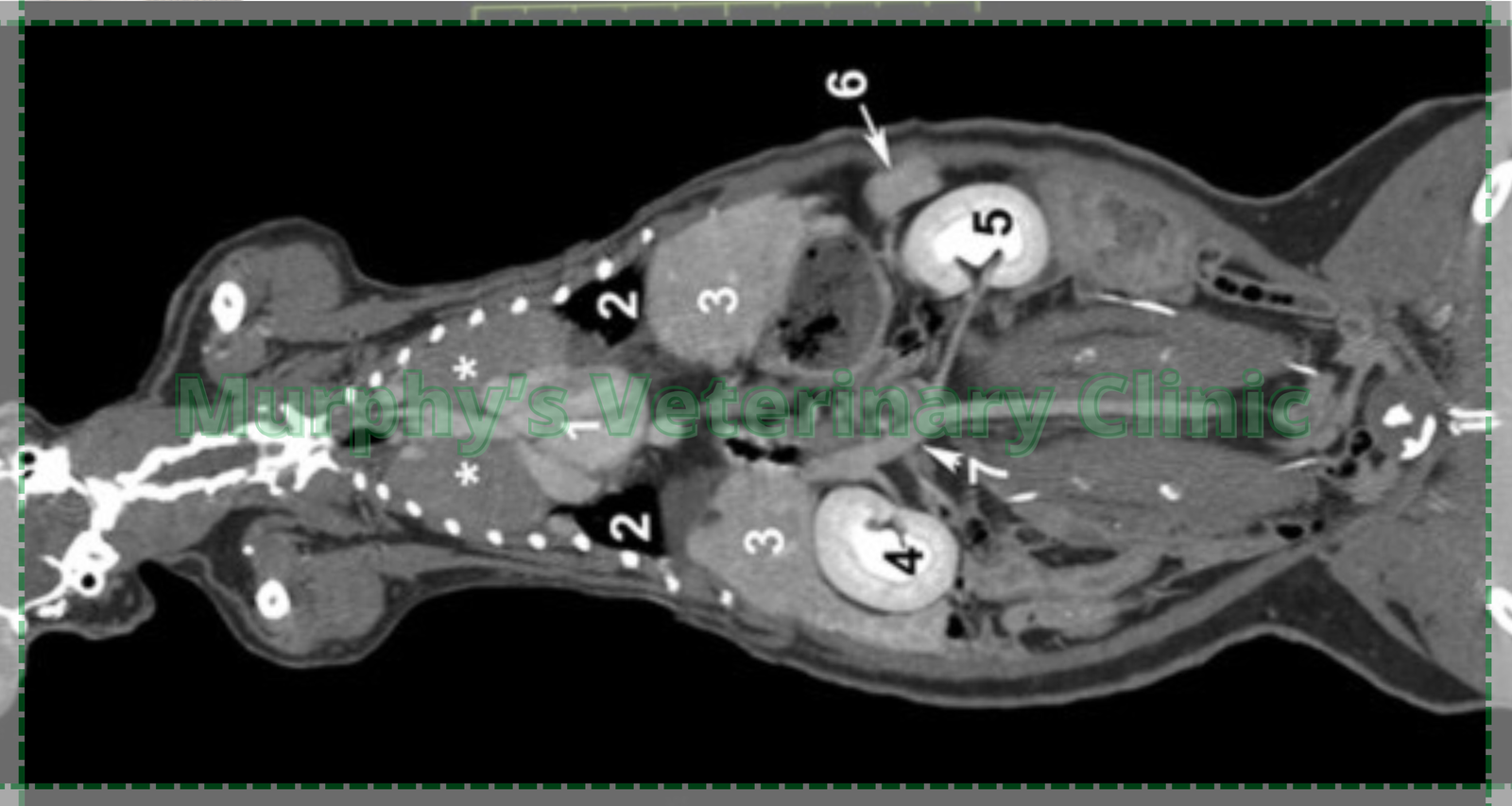 Early Disease Detection in Pets