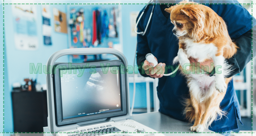 Pet Imaging