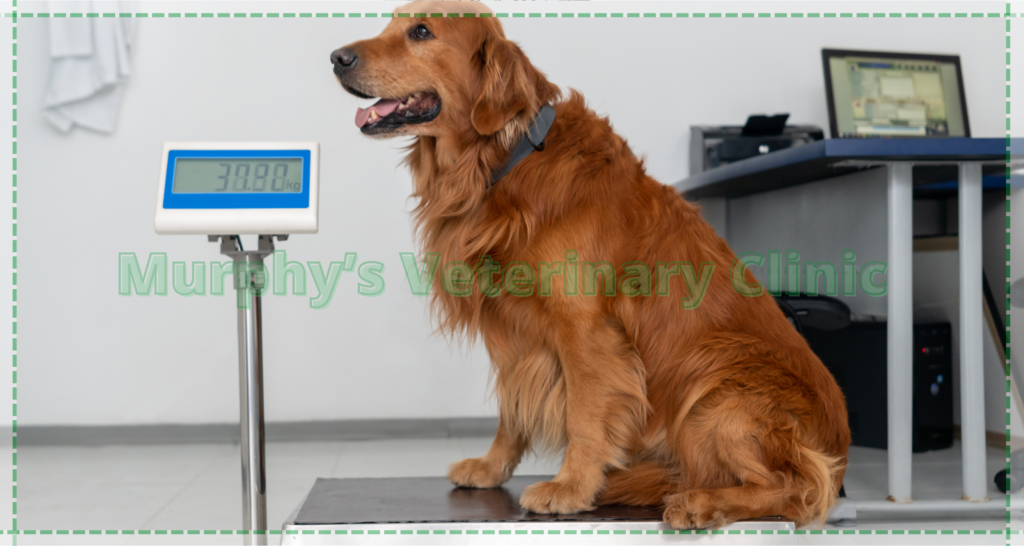 Annual Veterinary Visits