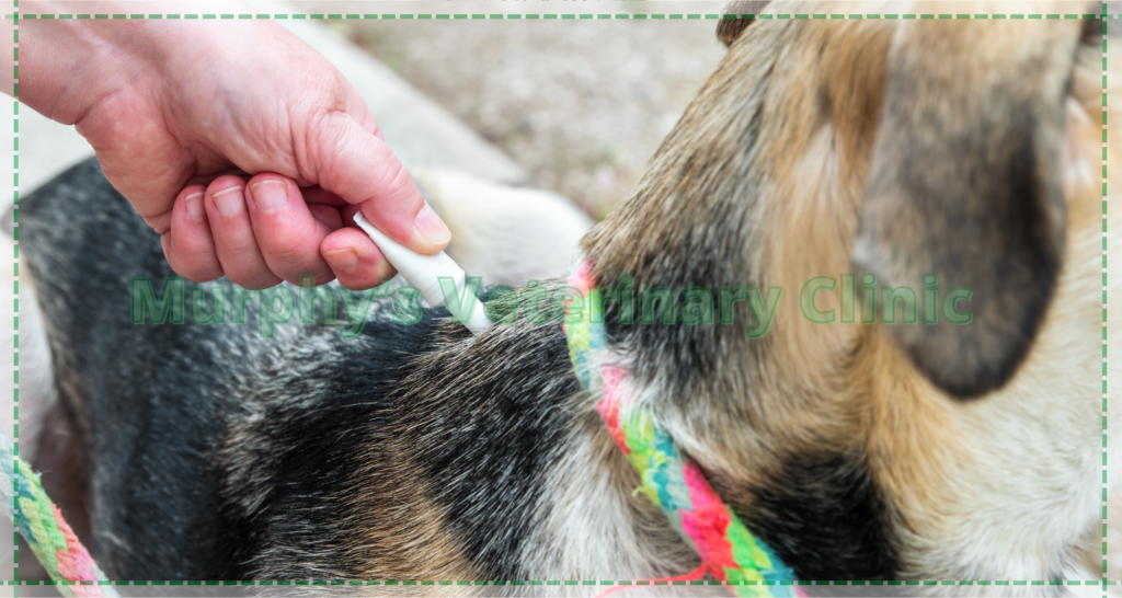 Preventing Diseases Parasites