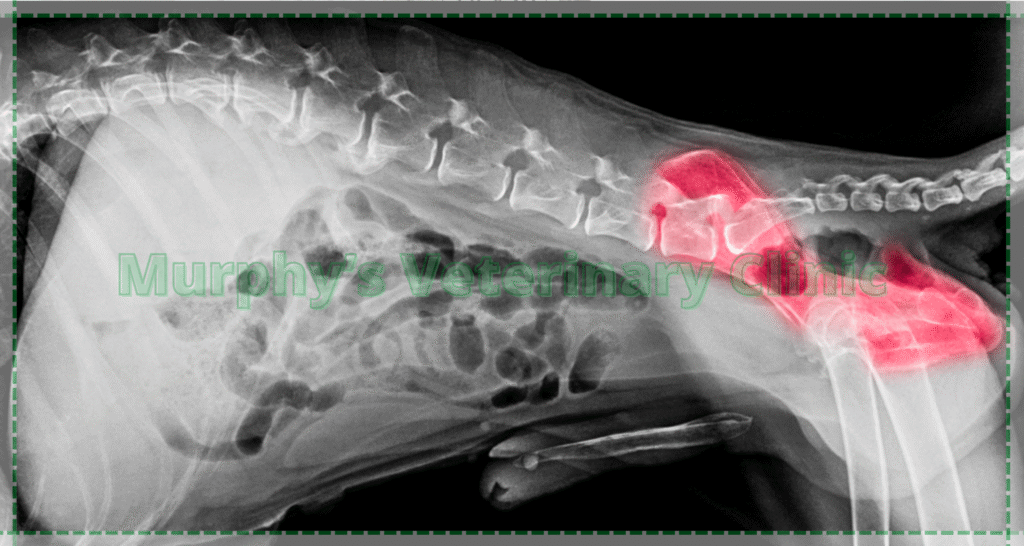 Pet Imaging