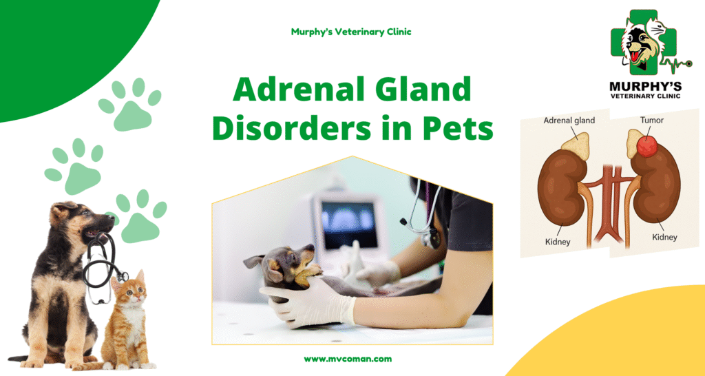 Adrenal Gland Disorders in Pets