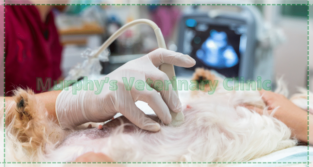 1 Abdominal Ultrasound