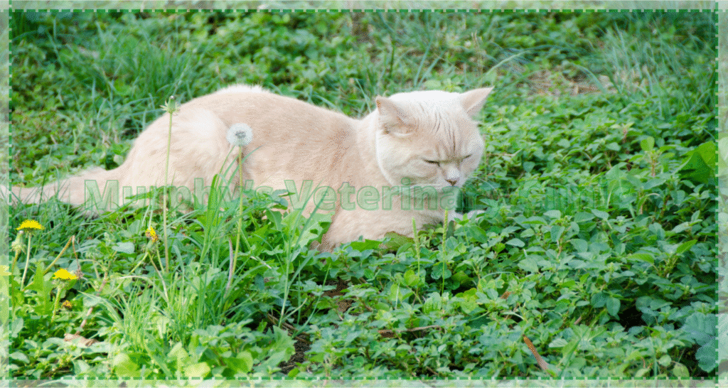 Safe plants for pet