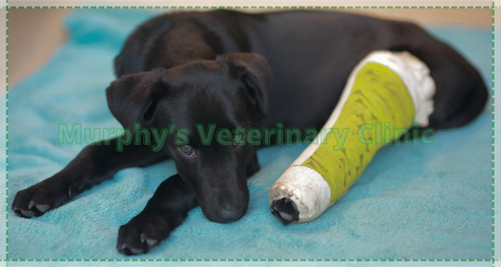 Trauma-Related Pet Orthopedic