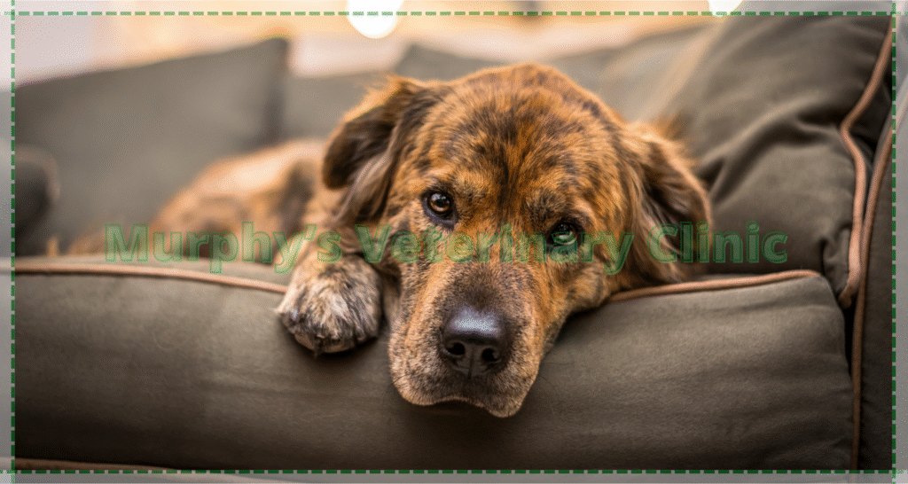 Effects of loneliness on pets