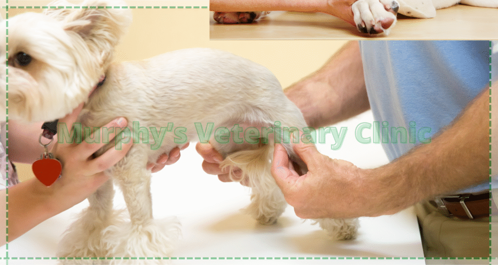 Trauma-Related Pet Orthopedic