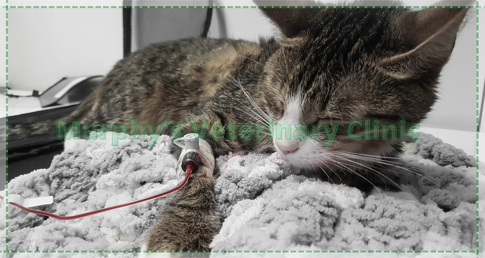 2 Metabolic Imbalance in Pets