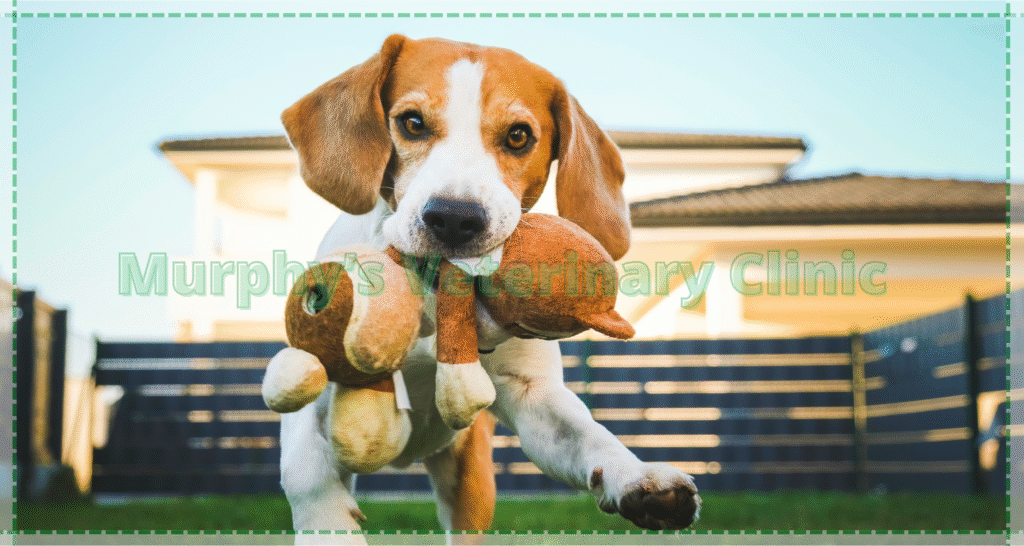 Effects of loneliness on pets