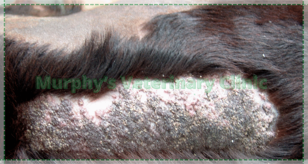 Cushing’s Disease in Pets