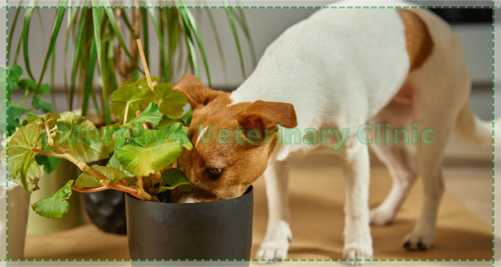 Safe plants for pet