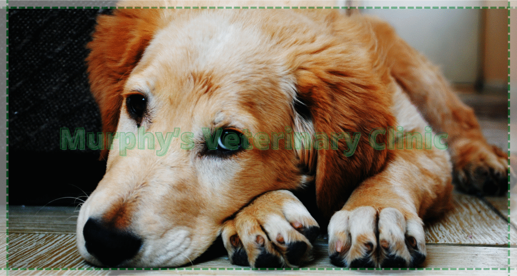 Addison’s Disease in Pets