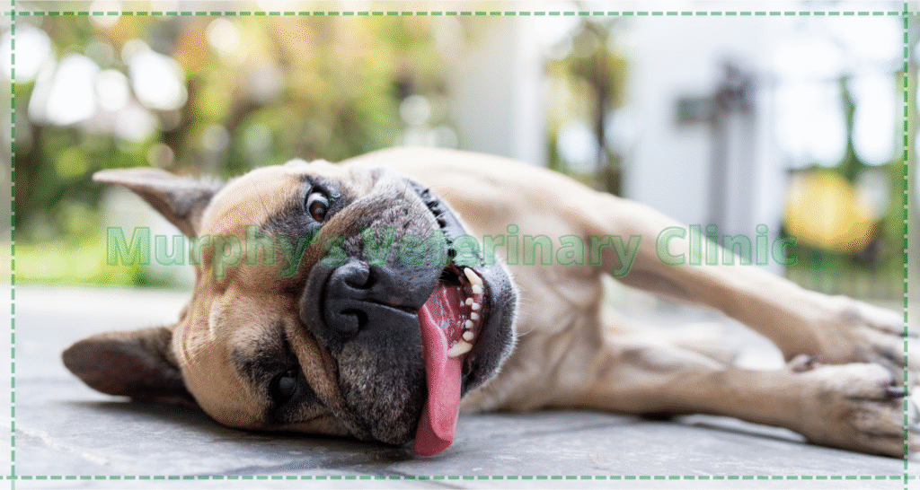 Safe plants for pet
