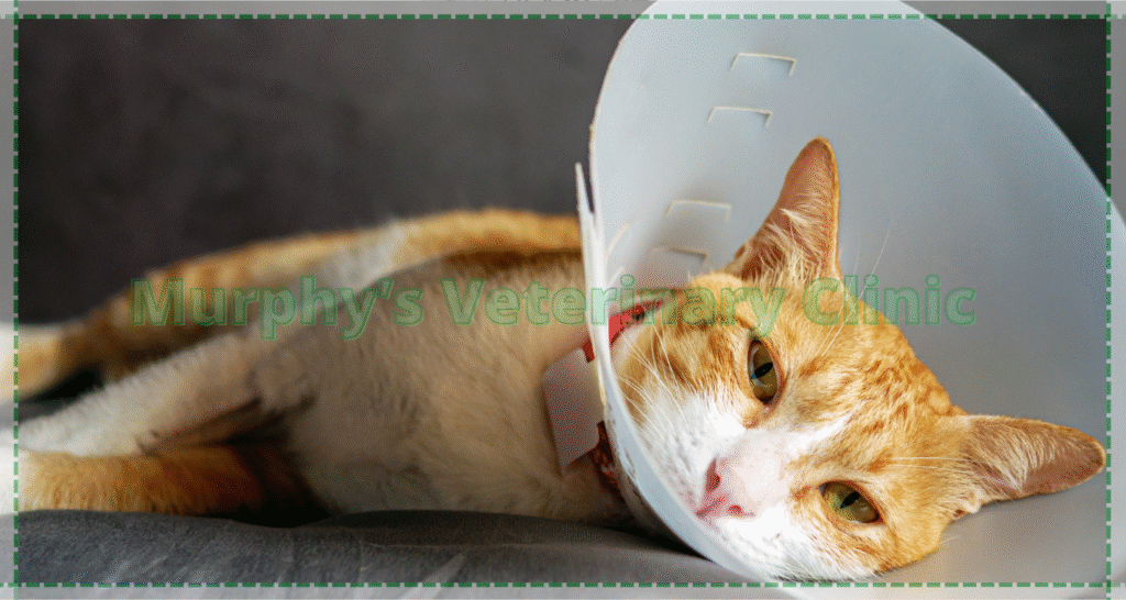 Safe plants for pet