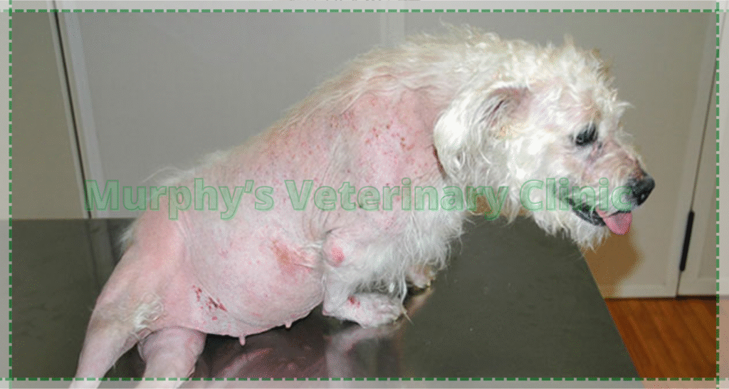 Cushing’s Disease in Pets