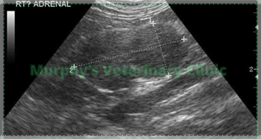 Cushing’s Disease in Pets