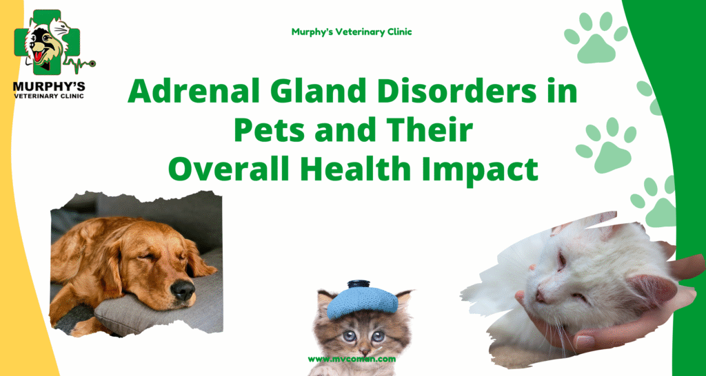 ++ Adrenal Gland Disorders in Pets and Their Overall Health Impact