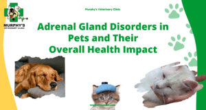 ++ Adrenal Gland Disorders in Pets and Their Overall Health Impact