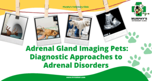 ++ Adrenal Gland Imaging Pets